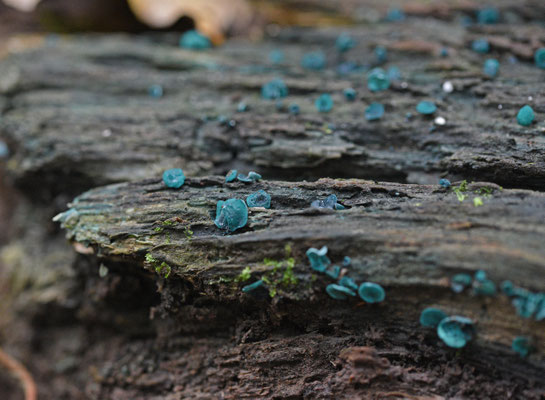 Chlorociboria aeruginosa  - Grootsporige Kopergroenbekerzwam