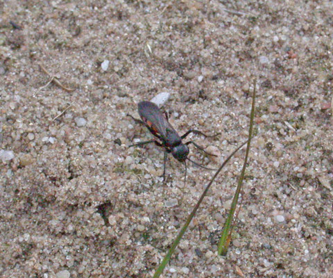 Anoplius viaticus - Roodzwarte bosrtelspinnendoder
