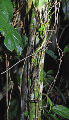 Sibon nebulata nebulata - Bruine Kortsnuitboomslang