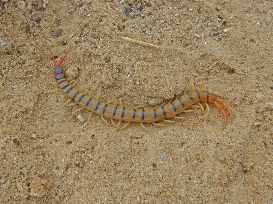 Scolopendra species