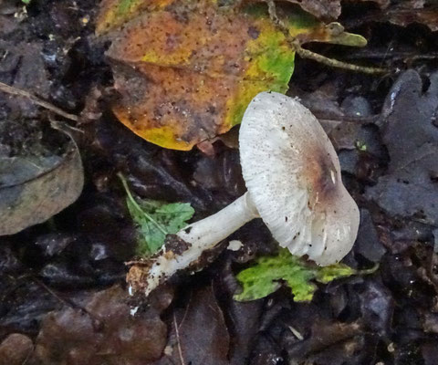 Leucoagaricus sublittoralis - Duinboschampignonparasol
