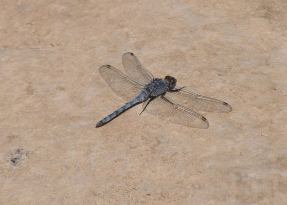 Kleine oeverlibel (Orthetrum taeniolatum)