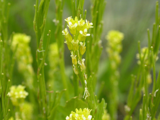 Barbarea stricta - Stijf barbarakruid