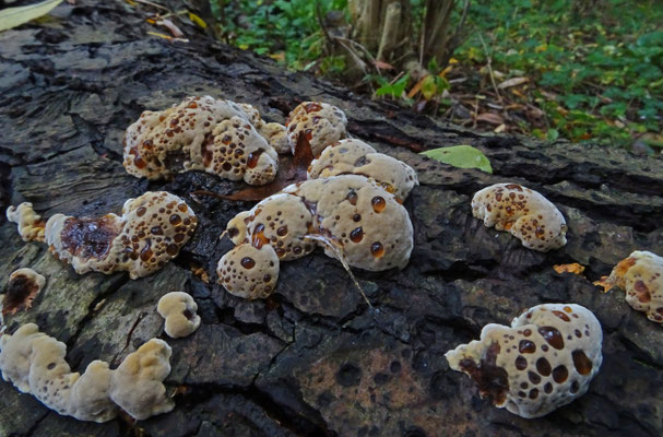 Mensularia (Inonotus) radiata - Elzenweerschijnzwam