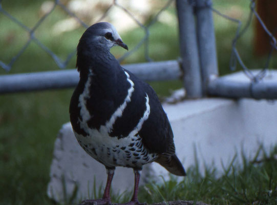 Wonga Pigeon