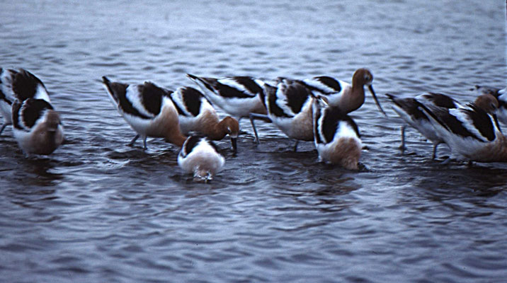 American Avocet