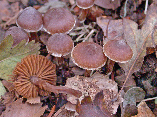 Cortinarius paleaceus - Gewone pelargoniumgordijnzwam