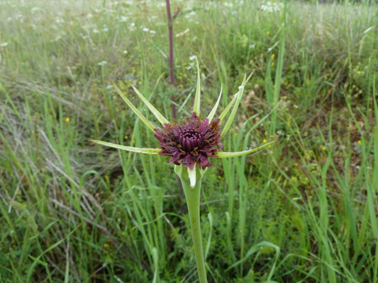 Tragopodon sinuatus