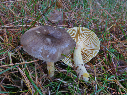 Hygrophorus hypothejus - Dennenslijmkop