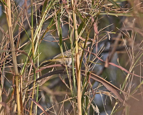 Ploceus cucullatus - Village Weaver