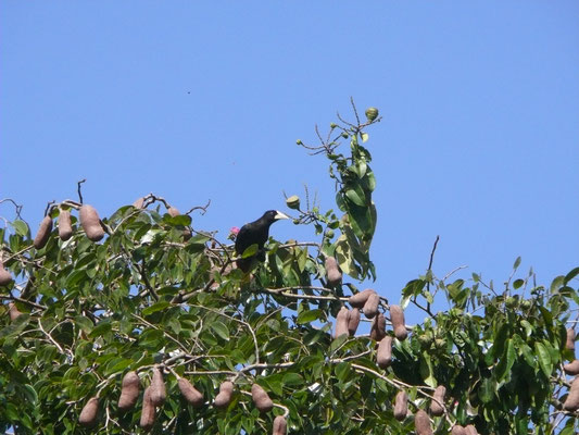 Crested Oropendola