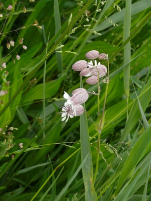 Silene vulgaris - Blaassilene