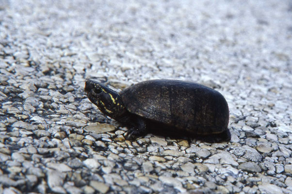 Mississippi Mud Turtle