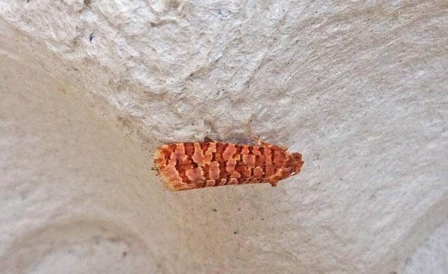 Lozotaeniodes formosana - Stipjesbladroller