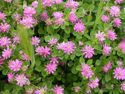 Trifolium vesiculosum
