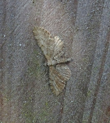 Eupithecia vulgata - Gewone dwergspanner