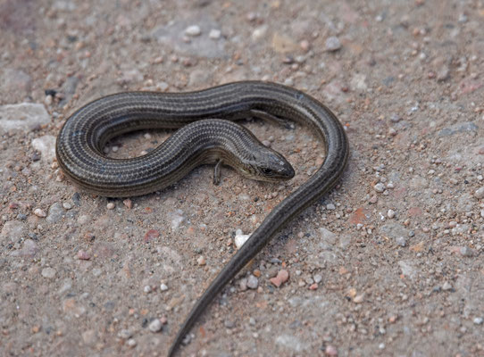 Iberische hazelskink