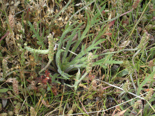 Plantago coronopus - Hertshoornweegbree