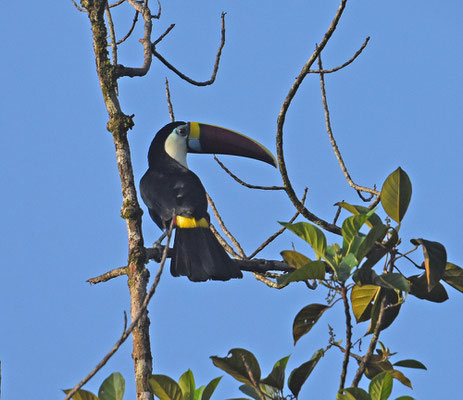 White-throated Toucan