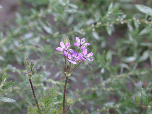 Erodium cicutarium cicutarium - Gewone reigersbek