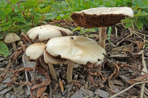 Agrocybe rivulosa  - Geaderde leemhoed