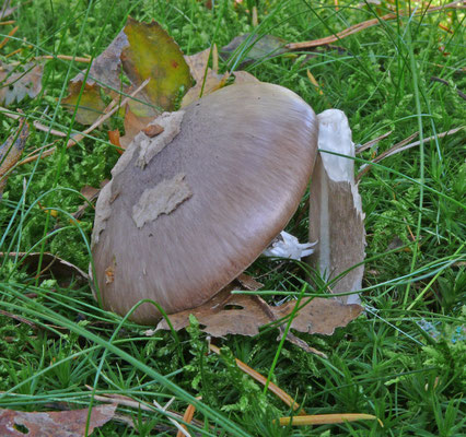 Amanita porphyria - Porfieramaniet