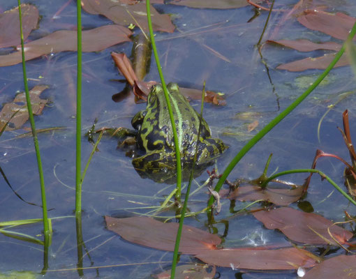 Pelophylax lessonae (poelkikker)