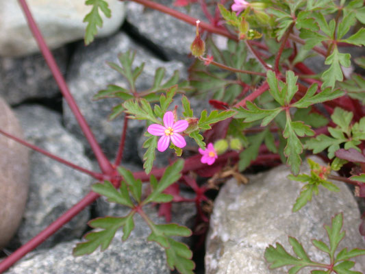 Geranium pratense - Beemdooievaarsbek
