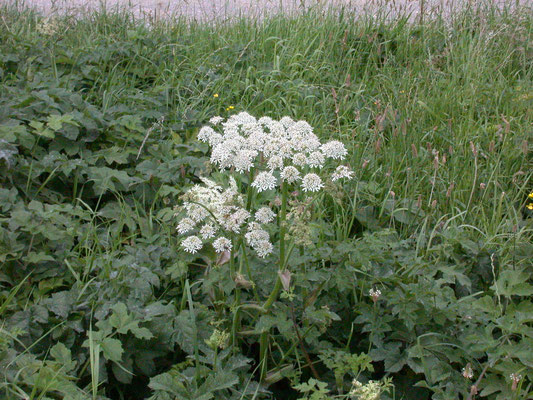 Heracleum sphondylium- Gewone berenklauw
