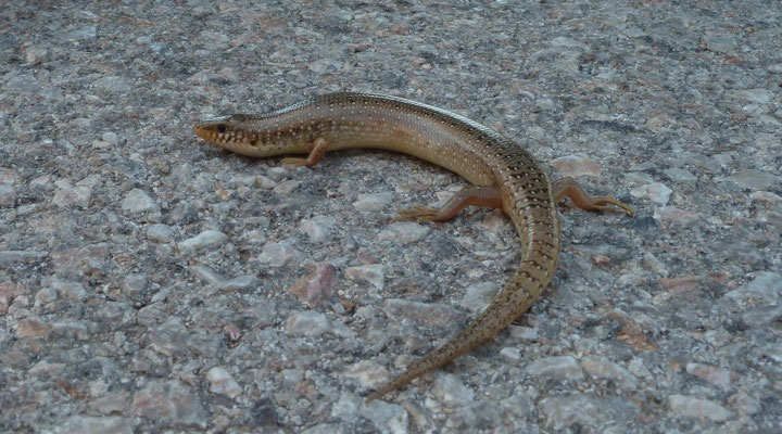 Chalcides ocellatus