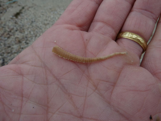 Ophiura ophiura - Gewone slangster