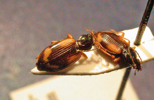 Bembidion tetracolum
