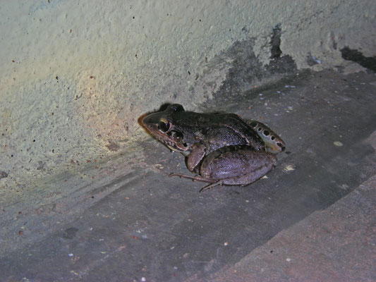 Leptodactylus guianensis