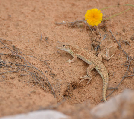 Acanthodactylus scutellatus