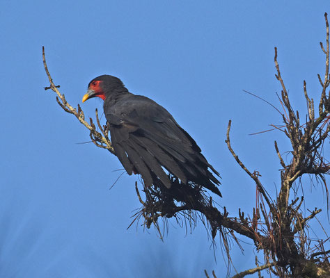 Red-throated Caracara