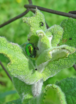 Chrysolina herbacea - Groene munthaan