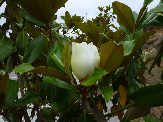 Magnolia grandifolia - Grootbloemige magnolia