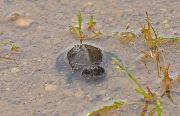 Europese Moerasschildpad