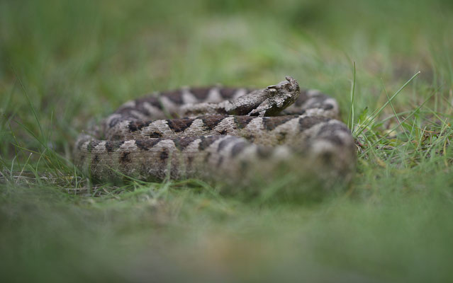 Zandadder