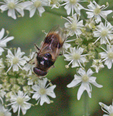 Cheilosia illustrata - Wollig gitje