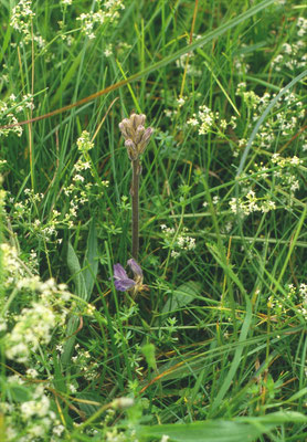 Orobanche purpurea - Blauwe bremraap