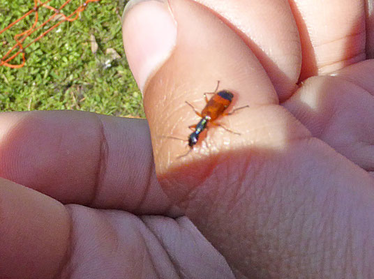 Odacantha melanura