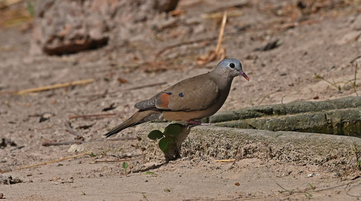 Turtur afer - Blue-spotted Wood-Dove
