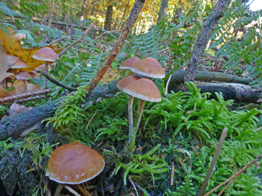 Hypholoma dispersum - Zilversteelzwavelkop