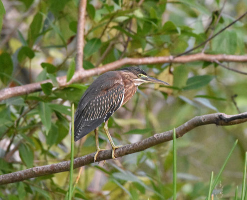 Striated Heron