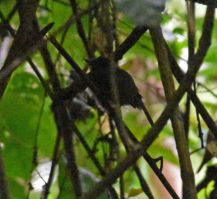 Dusky Antbird, male