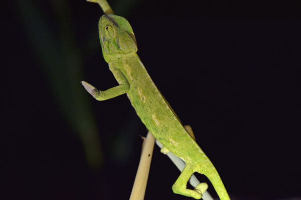 Europese kameleon (Chameleo chameleon)