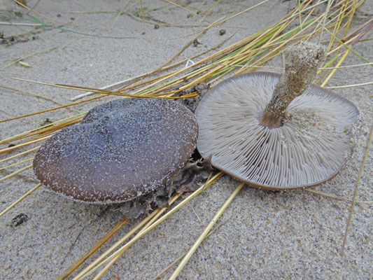 Melanoleuca cinereifolia - Duinveldridderzwam