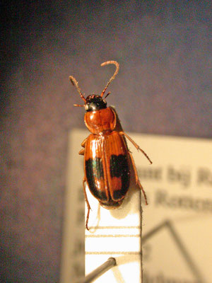 Badister lacertosus