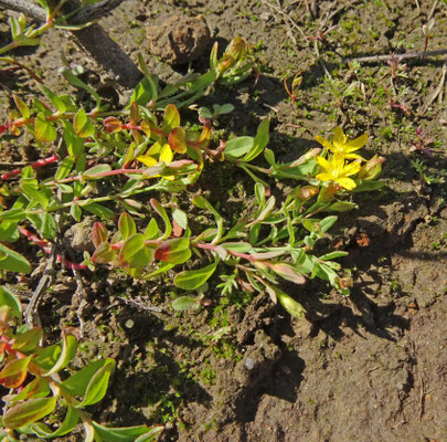 Hypericum humifusum - Liggend hertshooi